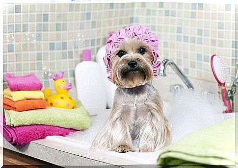 Tricks to keep your house clean like washing your pet