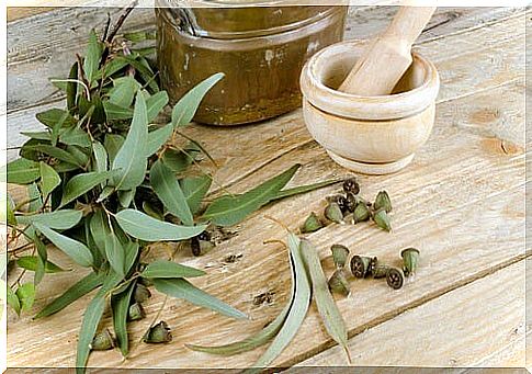 Eucalyptus leaves repel mosquitoes