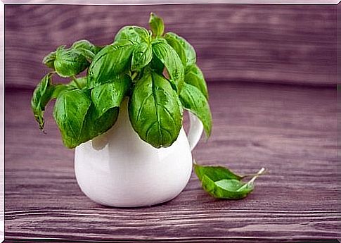 Medicinal benefits of basil eaten raw