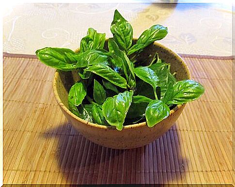 Medicinal benefits of basil in the kitchen