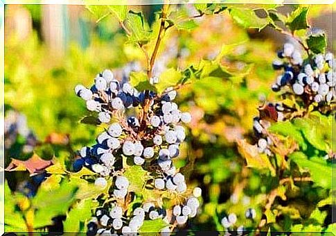 Baked Oregon grapes