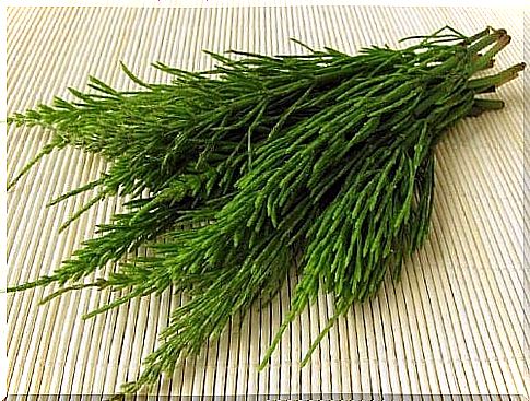 Horsetail included in teas to reduce uric acid levels