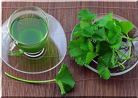 Celery included in the tea for the natural detoxification of the body