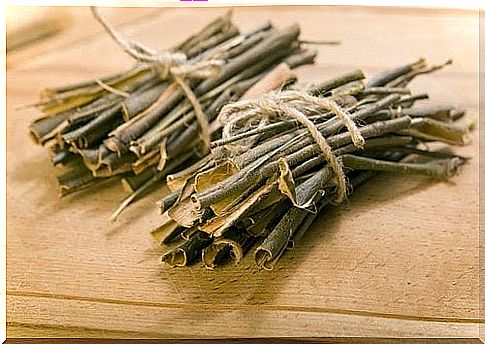 Willow on the list of beneficial herbs for the skeletal system