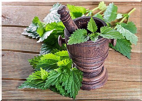 Nettle on the list of beneficial herbs for the skeletal system