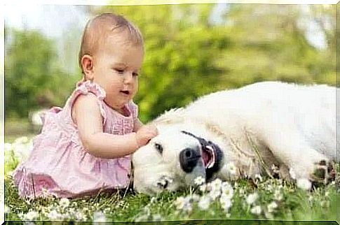 Baby petting a dog