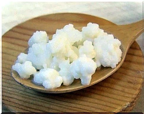 Spoon with kefir granules