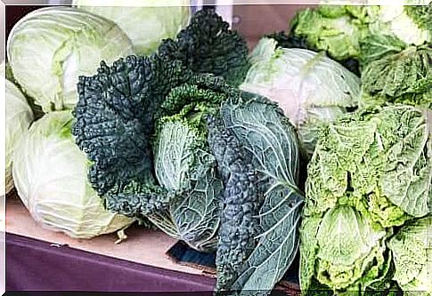 Cabbage forage among common cabbage heads