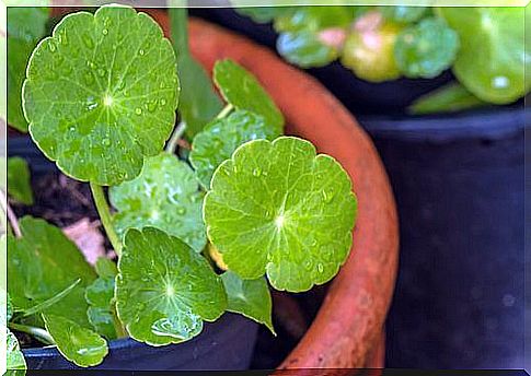 Centella asiatica - what is it and how is it used?