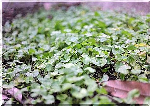 Centella asiatica can be bought from the ceiling