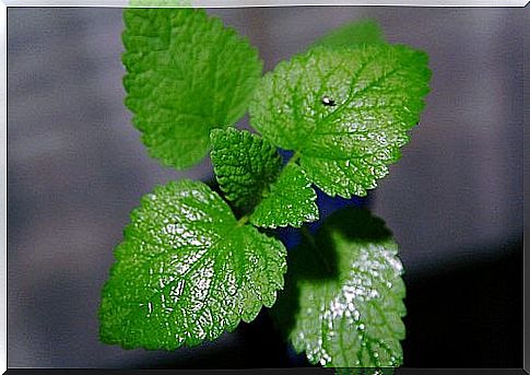 Detox drink with lemon and mint