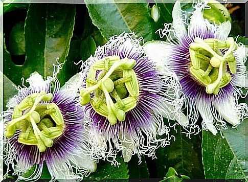 Natural remedies for anxiety with passion flower