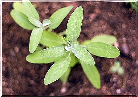 Early gray hair can be treated with sage tea