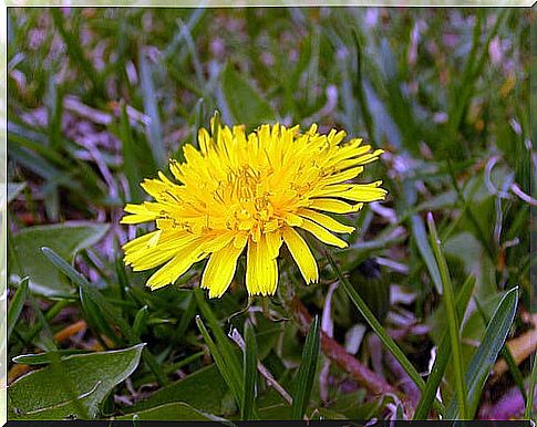 Dandelion strengthens the liver and prevents goose bumps