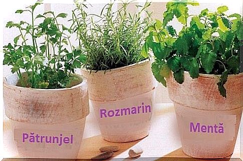 How to grow rosemary, parsley and mint