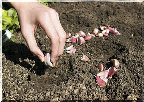 It is very easy to grow garlic at home