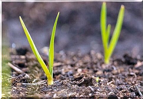 Garlic shoots coming out of the ground