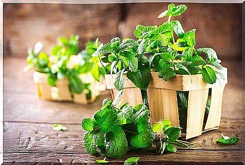 The medicinal properties of mint tea very affordable