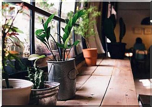 Metal pots with plants