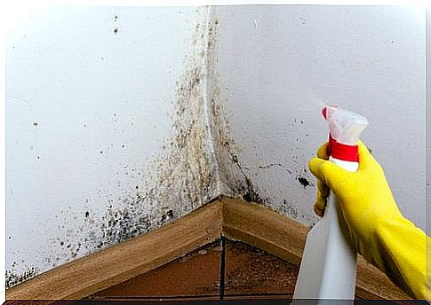 Ecological cleaning tricks to remove mold