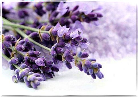 The unpleasant smell of lavender-combed shoes