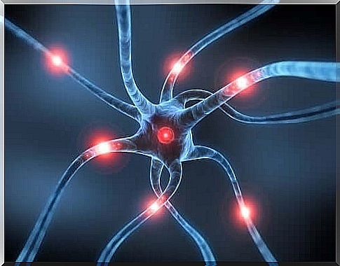 Neuron and nerve impulses