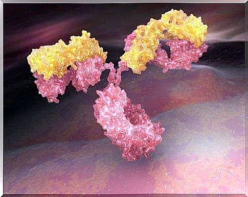 What are antibodies?  Short explanatory guide