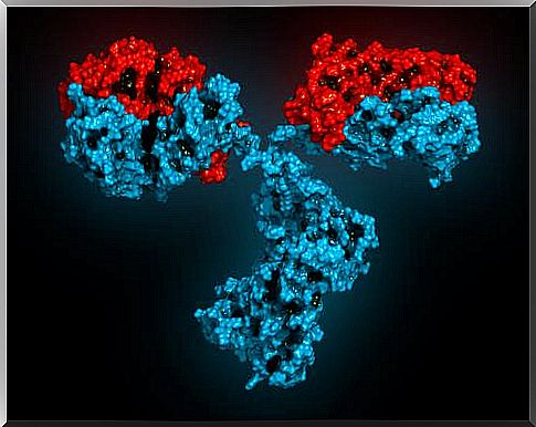 What are antibodies or immunoglobulins