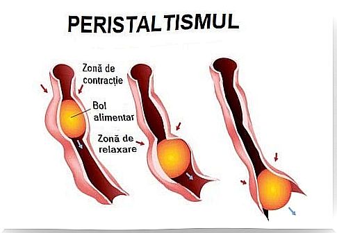 What is peristalsis